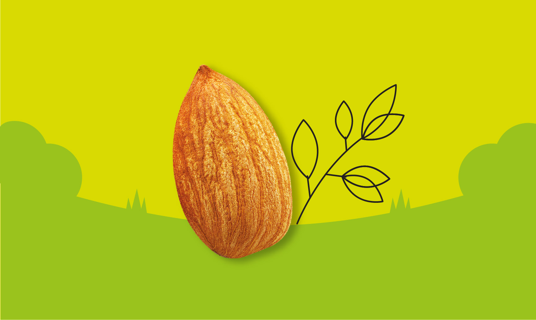 almond in nature graphic